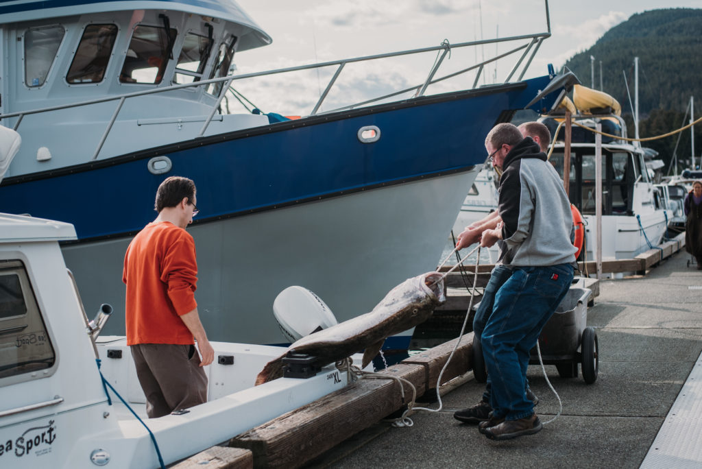 two men pull a 200 lb halibut from a fishing boat in alaska