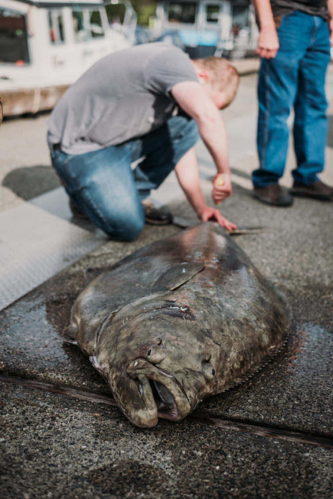man filleting 200 pound halibut