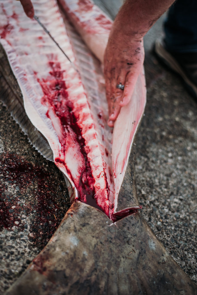 giant halibut fillet close up