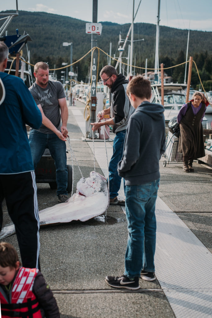 two men pull giant halibut from a fishing boat in alaska