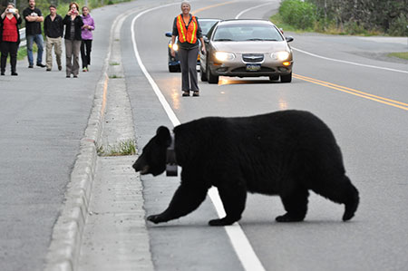 Picture of a black bear crossing the road at the Mendenhall Glacier