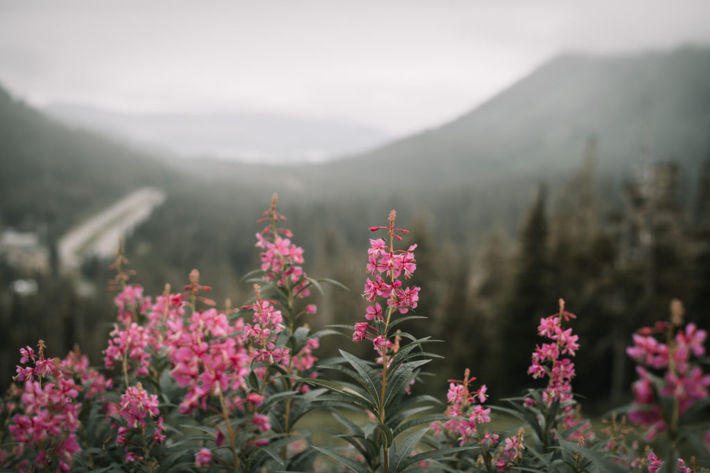fireweed in bloom in the summer at eaglecrest in juneau alaska overlooking the channel